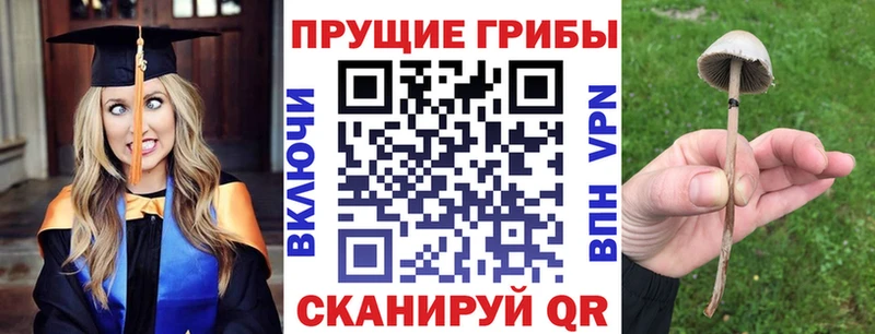 купить   Наволоки  Псилоцибиновые грибы мицелий 